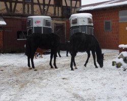 jumper Curley sue s (German Sport Horse, 2010, from Ciacomini)