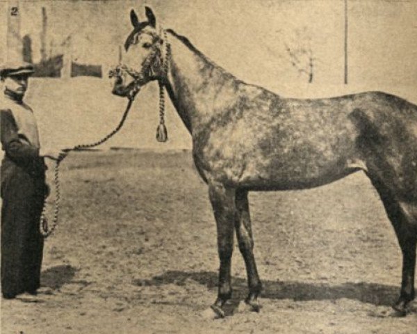 broodmare Niwka ox (Arabian thoroughbred, 1932, from Fetysz 1924 ox)