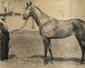 broodmare Niwka ox (Arabian thoroughbred, 1932, from Fetysz ox 1924)