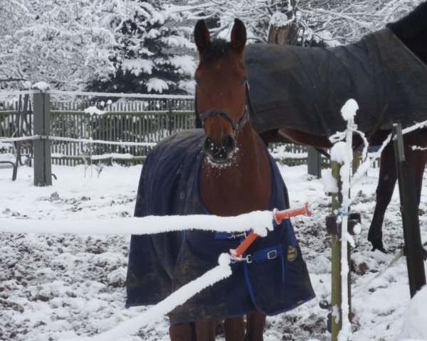 Springpferd Cliff (Deutsches Sportpferd, 2007, von Casander)