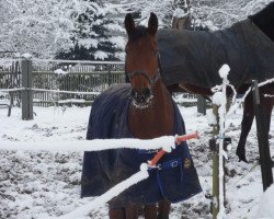 jumper Cliff (German Sport Horse, 2007, from Casander)