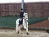 dressage horse Frodo (Welsh, 1996, from Fair Diamond ox)