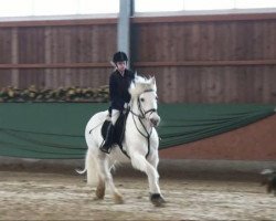 dressage horse Frodo (Welsh, 1996, from Fair Diamond ox)