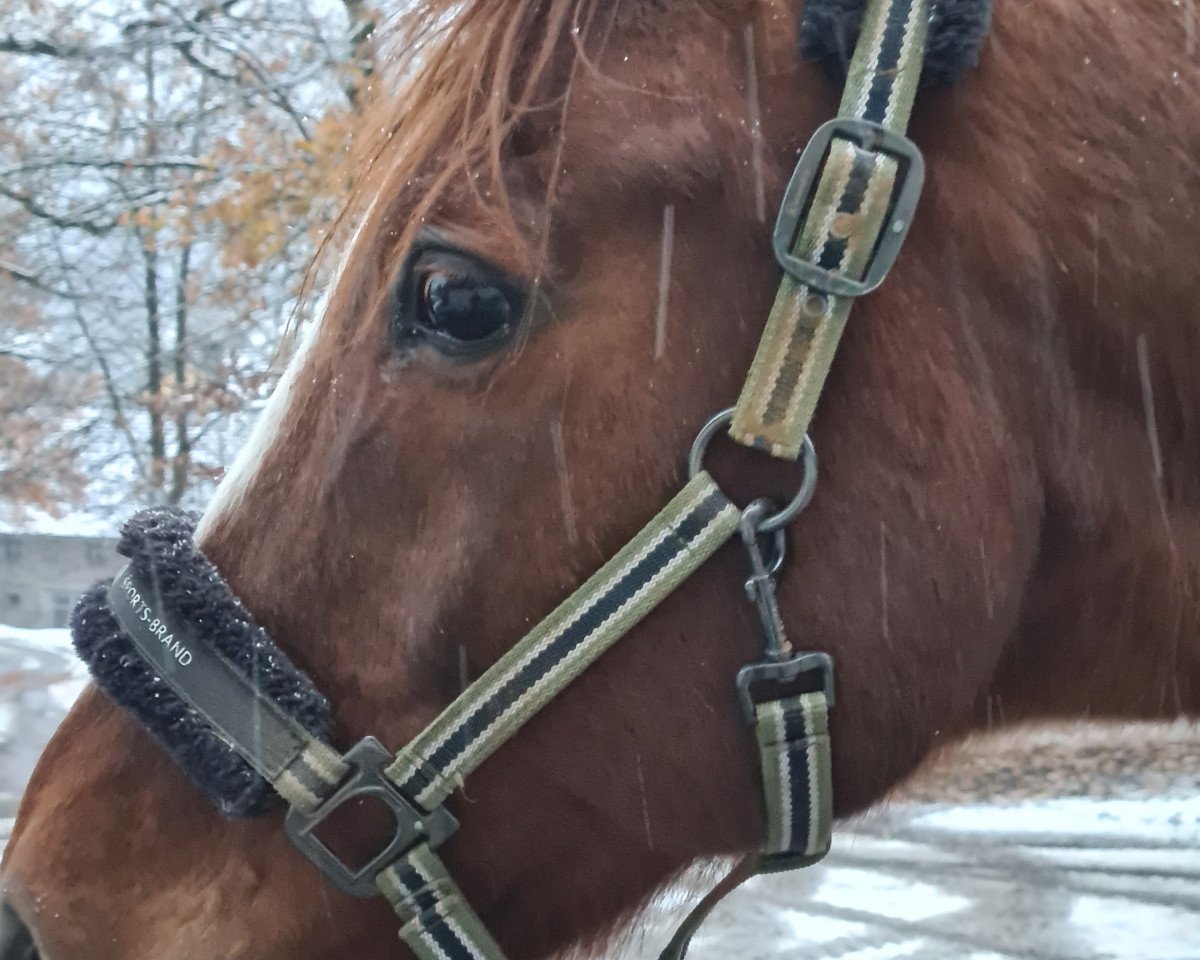 Springpferd Micmac de Bance (Selle Français, 2000, von Urbain du Monnai)