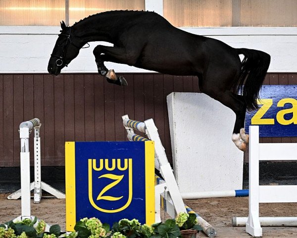 jumper D'Artagnan van de Vecht Z (Zangersheide riding horse, 2020, from Dominator 2000 Z)