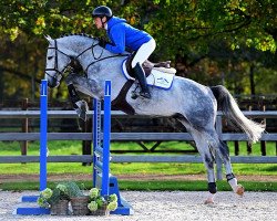 stallion Copernicus 10 (Zangersheide riding horse, 2018, from Columbus Z 3)