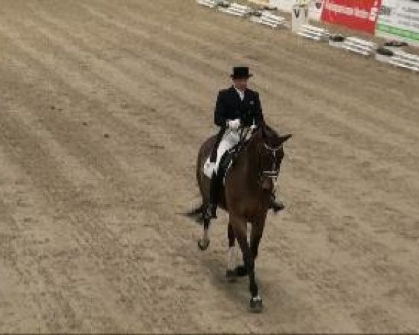 dressage horse Rudi XXL (Hanoverian, 2000, from Rotspon)