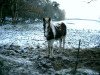 dressage horse Sammy (Tinker / Irish Cob / Gypsy Vanner, 2018)