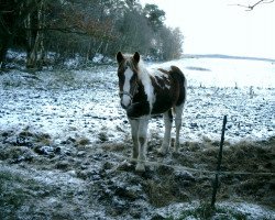 dressage horse Sammy (Tinker / Irish Cob / Gypsy Vanner, 2010)