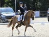 Dressurpferd Golden Boy (Deutsches Reitpony, 2012, von Golden Rock)