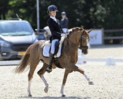 dressage horse Golden Boy (German Riding Pony, 2012, from Golden Rock)