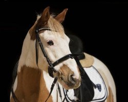 dressage horse Puk 12 (Pony without race description, 2009)