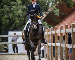 dressage horse Qarly (Hannoveraner, 2012, from Quaterhall)