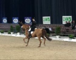 dressage horse Wakahiro (Hanoverian, 1999, from Wolkenstein II)