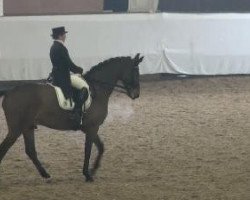 dressage horse Sterntaler 42 (Westphalian, 2003, from Show Star)