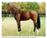stallion Perpignon (Hanoverian, 1991, from Pilot)