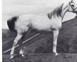 broodmare Silver Dawn ox (Arabian thoroughbred, 1957, from Serafix ox)