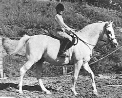 horse Indy ox (Arabian thoroughbred, 1947, from Raffles ox)