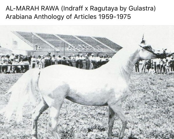 broodmare Al-Marah Rawa ox (Arabian thoroughbred, 1953, from Indraff ox)