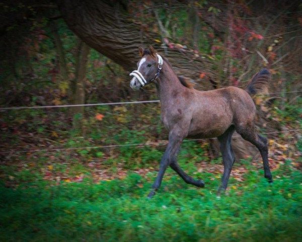 dressage horse Diamonds Donnerlottchen (German Sport Horse, 2022, from Diamond Ruby)