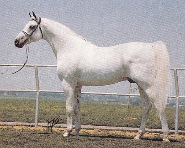 Pferd Harbit ox (Vollblutaraber, 1964, von Negatiw 1945 ox)