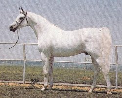 horse Harbit ox (Arabian thoroughbred, 1964, from Negatiw 1945 ox)