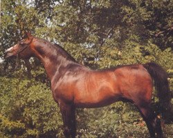 stallion Hal Gazal ox (Arabian thoroughbred, 1970, from Eleuzis 1962 ox)