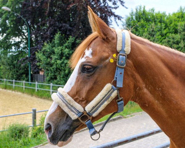 dressage horse Tassy (Arabian, 2002)