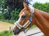 dressage horse Tassy (Arabian, 2002)