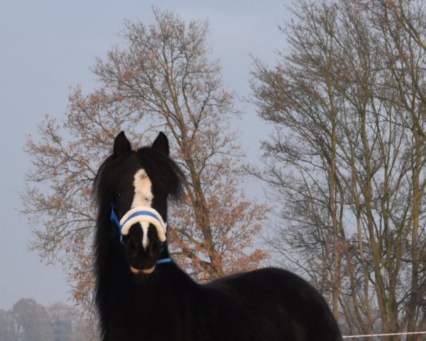 broodmare Vita Vital (German Riding Pony, 2009, from Van Heinrich)
