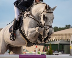 jumper Huracan Rc (Oldenburg show jumper, 2011, from Cortez 49)