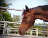 Zuchtstute Princess Blue (KWPN (Niederländisches Warmblut), 2011, von Plot Blue)