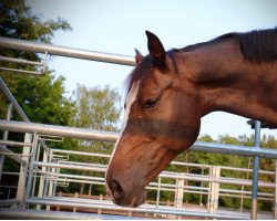 broodmare Princess Blue (KWPN (Royal Dutch Sporthorse), 2011, from Plot Blue)