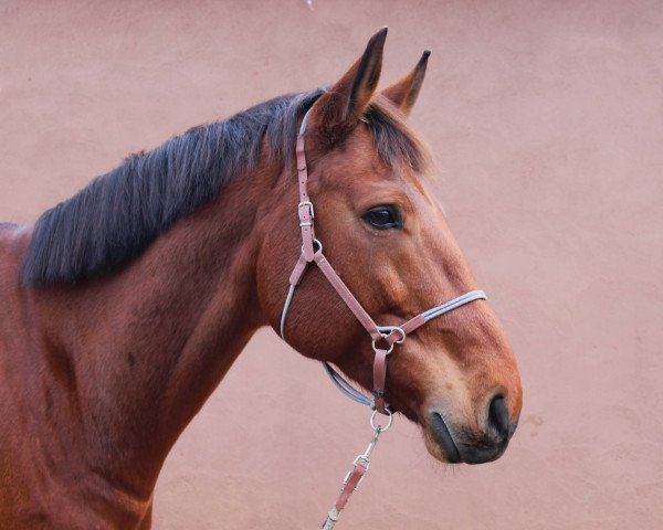 Pferd Contique (Deutsches Sportpferd, 2014, von Convoi)