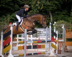 jumper Aiollos (German Warmblood, 2016, from Amiro Z)