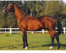 stallion Wendekreis (Hanoverian, 1967, from Ferdinand)