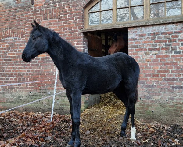 dressage horse Vin Noire (Hanoverian, 2022, from Vidar)