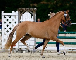 dressage horse Disney's Date (Deutsches Reitpony, 2019, from Dating At NRW)