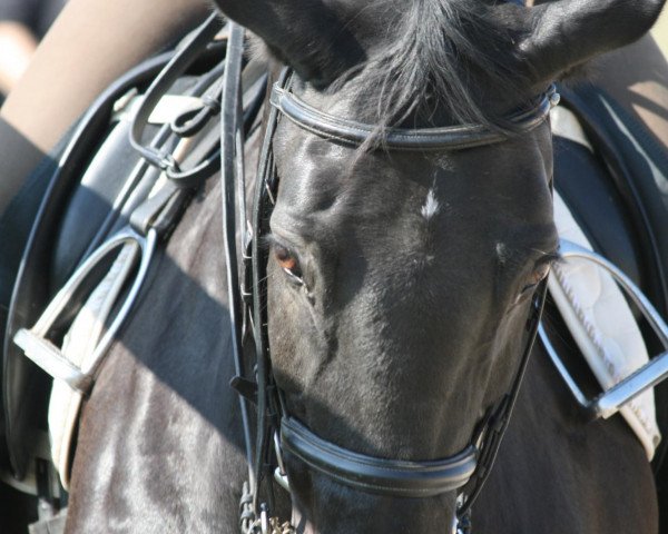 dressage horse Rondano (Westphalian, 1993, from Royal Angelo I)