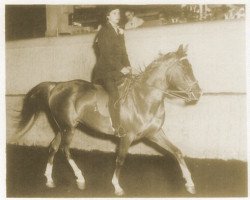 broodmare Fezibeh ox (Arabian thoroughbred, 1952, from Royal Fez ox)