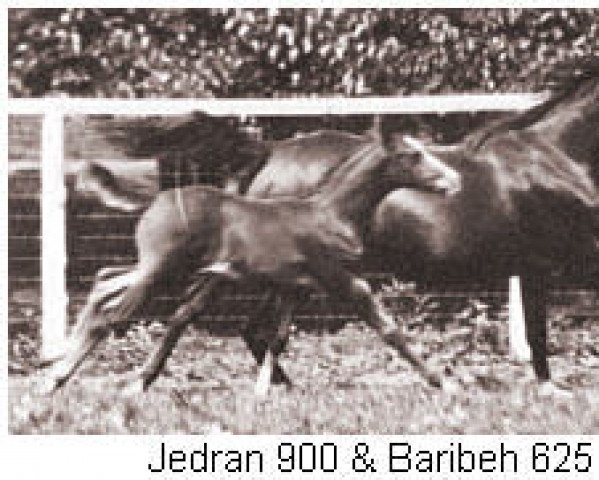 broodmare Baribeh ox (Arabian thoroughbred, 1927, from Ribal 1920 ox)