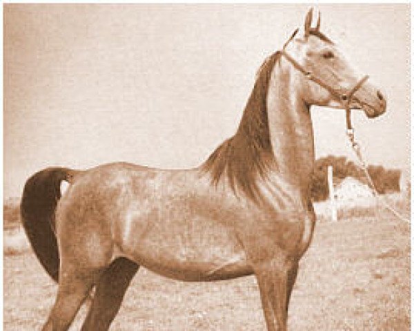 horse El Ahmar ox (Arabian thoroughbred, 1942, from Aldebaran ox)