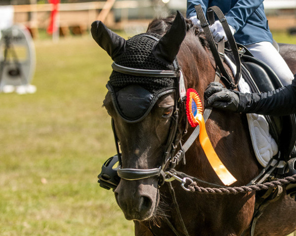 horse Fremdstern (German Riding Pony, 2001, from Flic-Flac)