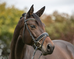 dressage horse Fürstin Gloria 9 (Trakehner, 2014, from Saint Cyr)