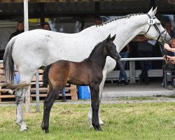 broodmare Hot Moon (Westphalian, 2008, from Hotline)