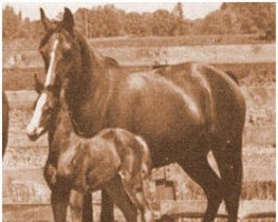 broodmare Malika ox (Arabian thoroughbred, 1936, from Oriental ox)