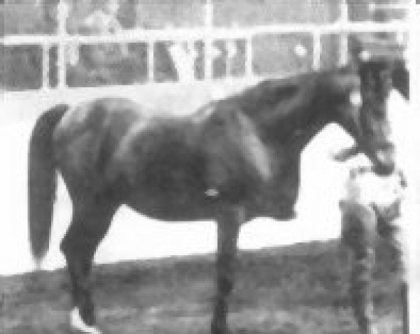 stallion Aabazem 1931 ox (Arabian thoroughbred, 1931, from Tabab 1921 ox)