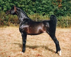 stallion Affirmativ ox (Arabian thoroughbred, 1984, from Andreanov ox)