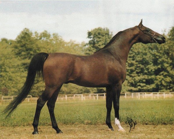 stallion Andreanov ox (Arabian thoroughbred, 1977, from Negatraz 1971 ox)