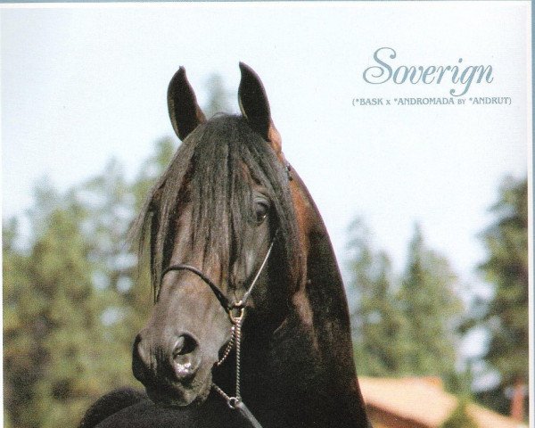 stallion Soverign ox (Arabian thoroughbred, 1980, from Bask ox)